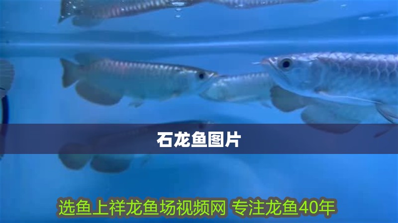 石龍魚圖片
