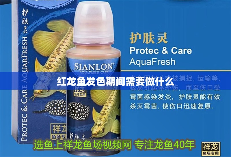 紅龍魚發色期間需要做什么