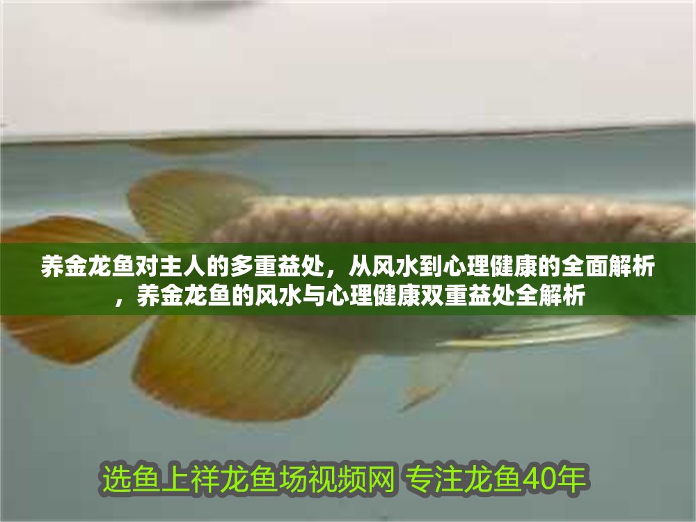 養金龍魚對主人的多重益處，從風水到心理健康的全面解析，養金龍魚的風水與心理健康雙重益處全解析