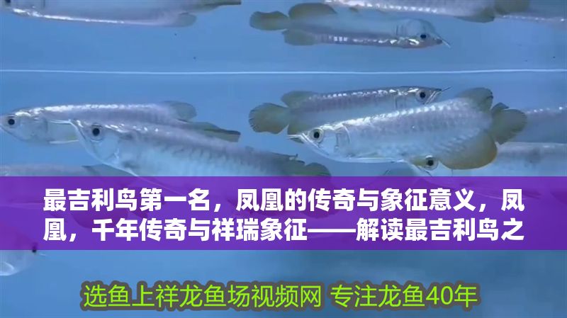 最吉利鳥第一名，鳳凰的傳奇與象征意義，鳳凰，千年傳奇與祥瑞象征——解讀最吉利鳥之王的奧秘