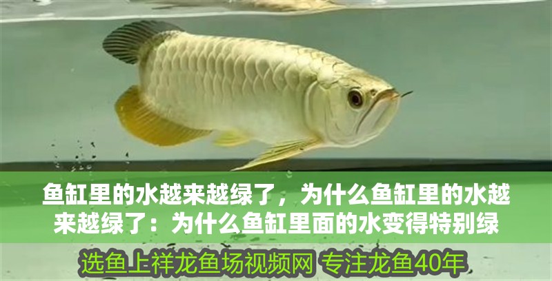 魚缸里的水越來越綠了，為什么魚缸里的水越來越綠了：為什么魚缸里面的水變得特別綠