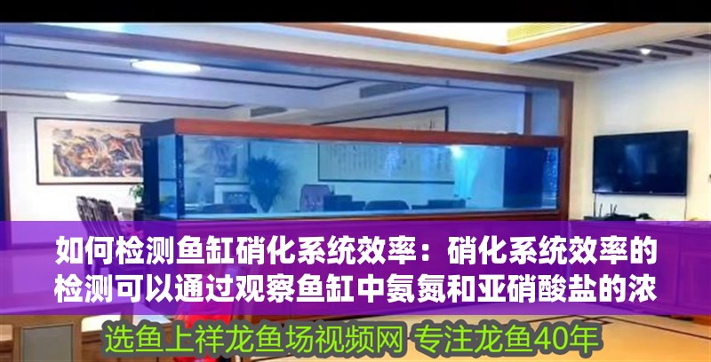 如何檢測魚缸硝化系統效率：硝化系統效率的檢測可以通過觀察魚缸中氨氮和亞硝酸鹽的濃度變化來實現