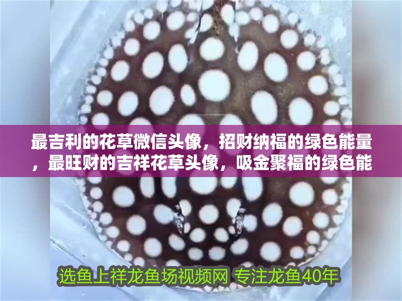 最吉利的花草微信頭像，招財納福的綠色能量，最旺財的吉祥花草頭像，吸金聚福的綠色能量場