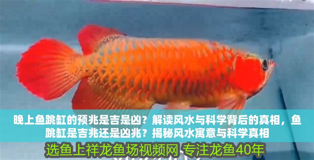 晚上魚跳缸的預兆是吉是兇？解讀風水與科學背后的真相，魚跳缸是吉兆還是兇兆？揭秘風水寓意與科學真相