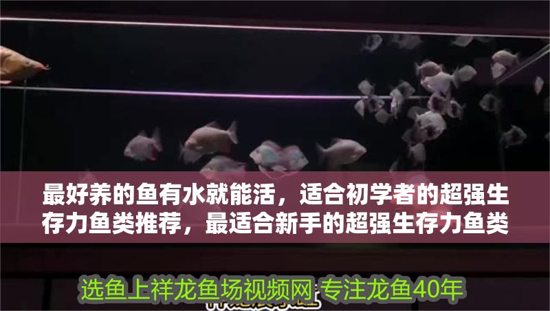 最好養的魚有水就能活，適合初學者的超強生存力魚類推薦，最適合新手的超強生存力魚類推薦，有水就能活的易養魚種