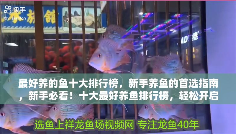 最好養(yǎng)的魚十大排行榜，新手養(yǎng)魚的首選指南，新手必看！十大最好養(yǎng)魚排行榜，輕松開啟養(yǎng)魚之旅
