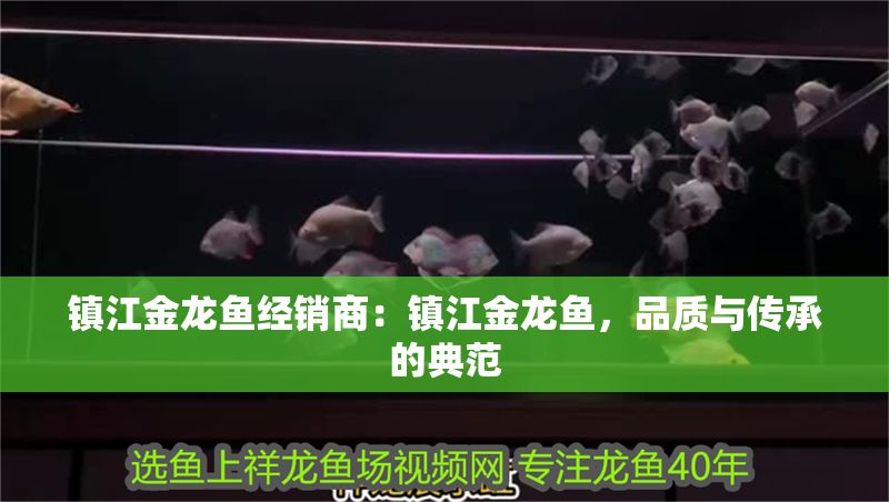鎮江金龍魚經銷商：鎮江金龍魚，品質與傳承的典范