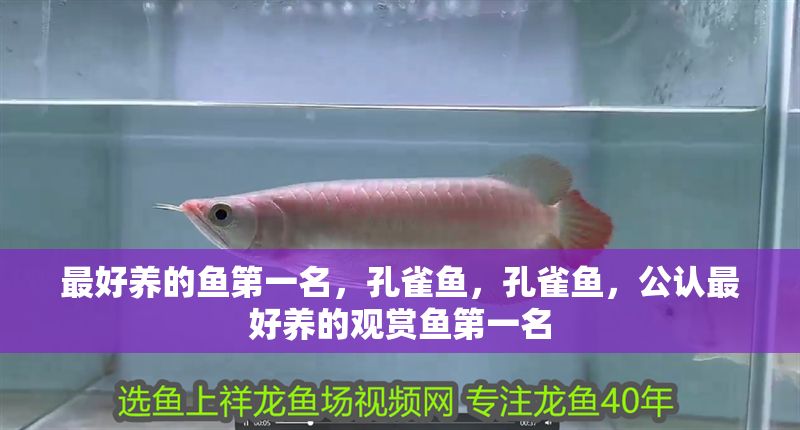 最好養的魚第一名，孔雀魚，孔雀魚，公認最好養的觀賞魚第一名