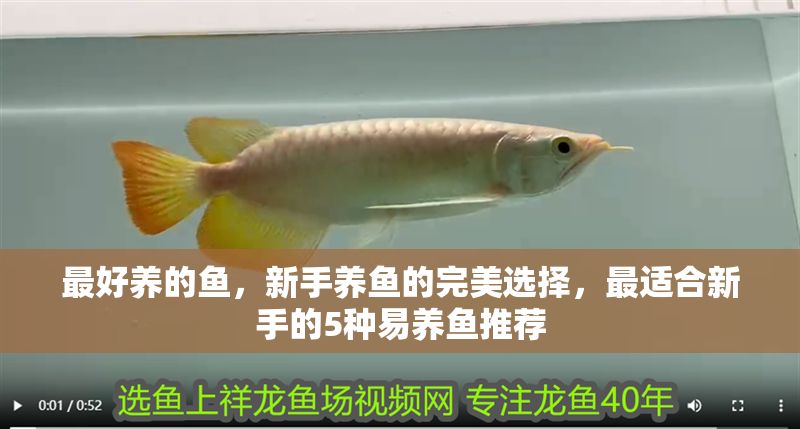 最好養(yǎng)的魚，新手養(yǎng)魚的完美選擇，最適合新手的5種易養(yǎng)魚推薦
