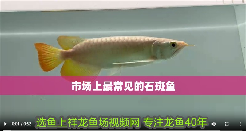 市場上最常見的石斑魚