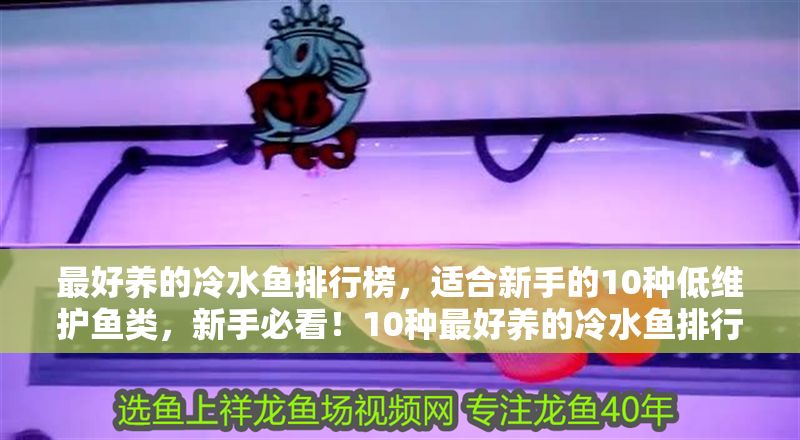 最好養的冷水魚排行榜，適合新手的10種低維護魚類，新手必看！10種最好養的冷水魚排行榜，低維護易上手