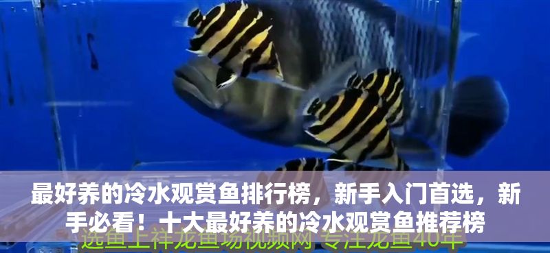 最好養(yǎng)的冷水觀賞魚排行榜，新手入門首選，新手必看！十大最好養(yǎng)的冷水觀賞魚推薦榜