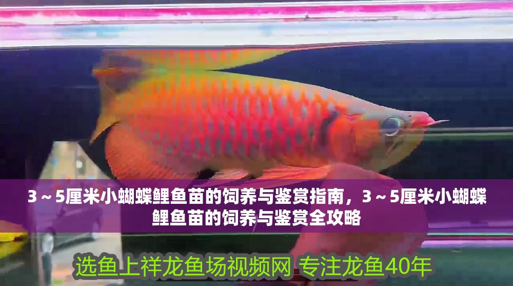 3～5厘米小蝴蝶鯉魚苗的飼養(yǎng)與鑒賞指南，3～5厘米小蝴蝶鯉魚苗的飼養(yǎng)與鑒賞全攻略