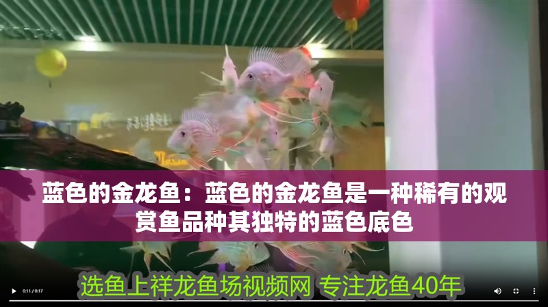 藍色的金龍魚：藍色的金龍魚是一種稀有的觀賞魚品種其獨特的藍色底色