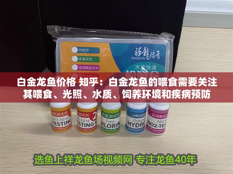 白金龍魚價格 知乎：白金龍魚的喂食需要關注其喂食、光照、水質、飼養環境和疾病預防
