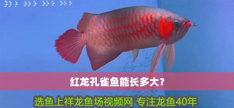 紅龍孔雀魚能長多大？