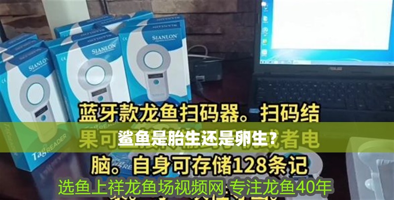 鯊魚是胎生還是卵生？