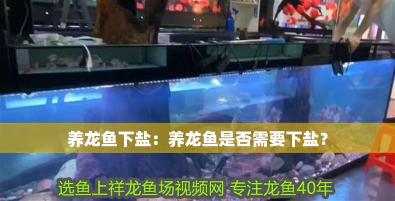 養(yǎng)龍魚下鹽：養(yǎng)龍魚是否需要下鹽？
