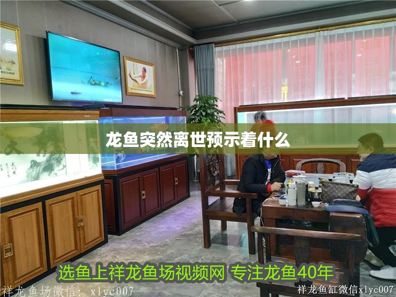 龍魚(yú)突然離世預(yù)示著什么