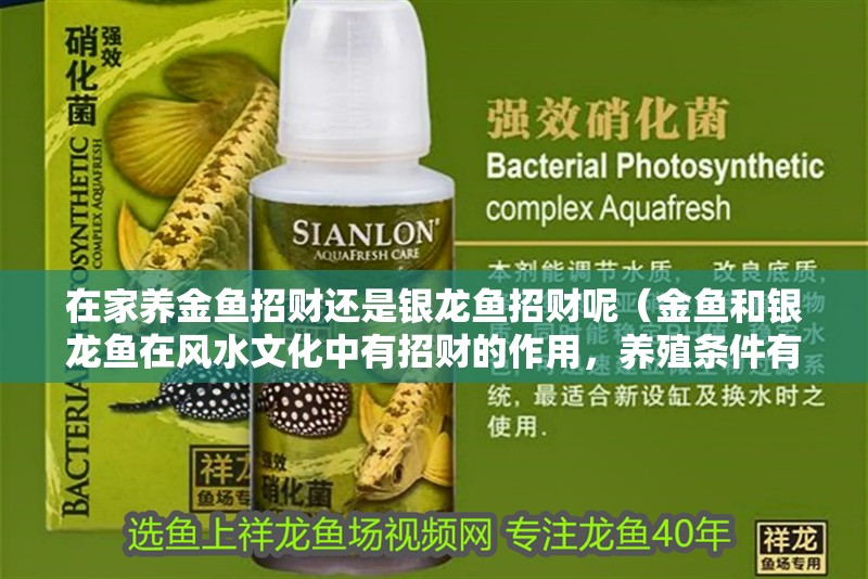 在家養金魚招財還是銀龍魚招財呢（金魚和銀龍魚在風水文化中有招財的作用，養殖條件有講究）