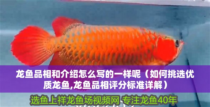 龍魚品相和介紹怎么寫的一樣呢（如何挑選優質龍魚,龍魚品相評分標準詳解）