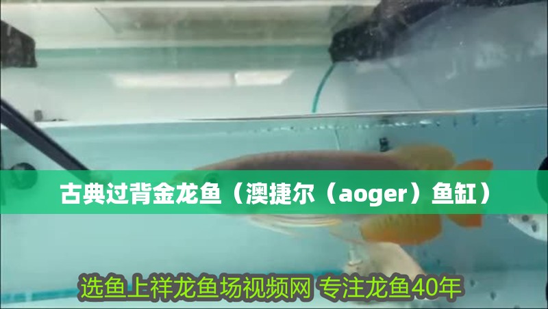 古典過背金龍魚（澳捷爾（aoger）魚缸）