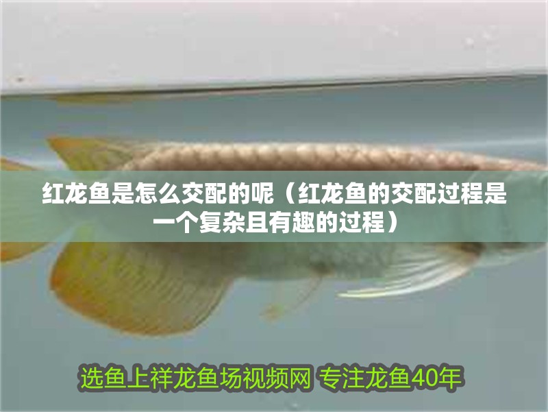 紅龍魚是怎么交配的呢（紅龍魚的交配過(guò)程是一個(gè)復(fù)雜且有趣的過(guò)程）