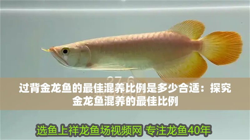 過背金龍魚的最佳混養比例是多少合適：探究金龍魚混養的最佳比例
