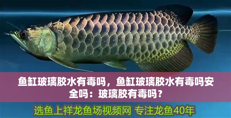 魚缸玻璃膠水有毒嗎，魚缸玻璃膠水有毒嗎安全嗎：玻璃膠有毒嗎？ 魚缸玻璃膠水有毒嗎，魚缸玻璃膠水有毒嗎安全嗎：玻璃膠有毒嗎？ 魚缸百科