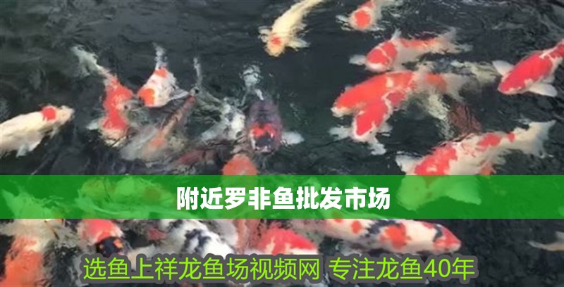 附近羅非魚批發(fā)市場 附近羅非魚批發(fā)市場 龍魚論壇