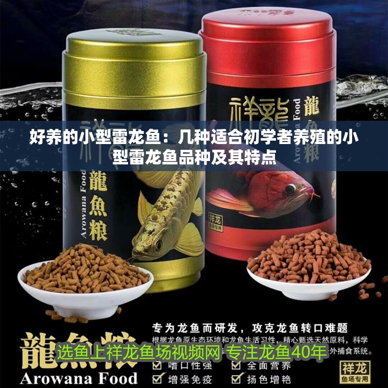 好養的小型雷龍魚：幾種適合初學者養殖的小型雷龍魚品種及其特點