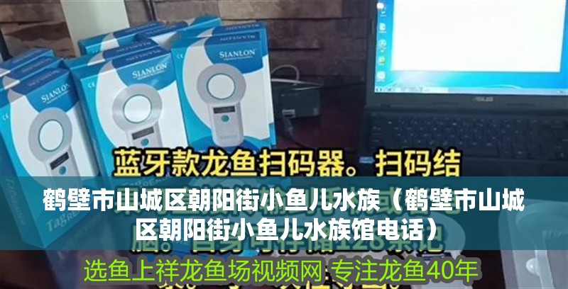 鶴壁市山城區朝陽街小魚兒水族（鶴壁市山城區朝陽街小魚兒水族館電話）