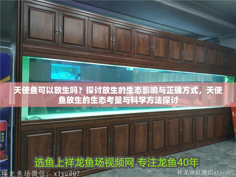 天使魚可以放生嗎？探討放生的生態(tài)影響與正確方式，天使魚放生的生態(tài)考量與科學方法探討