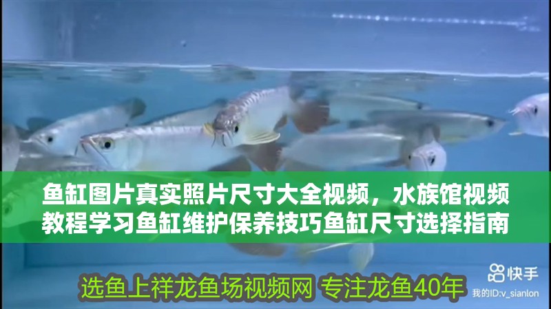 魚缸圖片真實(shí)照片尺寸大全視頻，水族館視頻教程學(xué)習(xí)魚缸維護(hù)保養(yǎng)技巧魚缸尺寸選擇指南