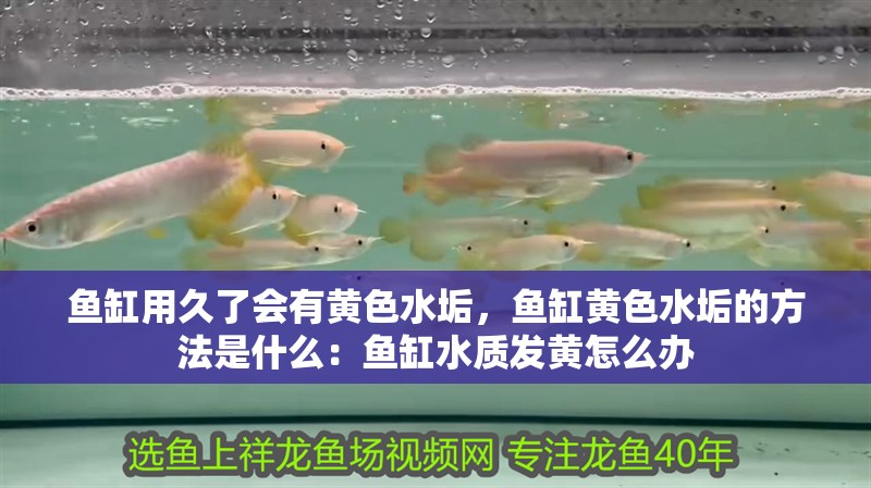 魚缸用久了會有黃色水垢，魚缸黃色水垢的方法是什么：魚缸水質發黃怎么辦