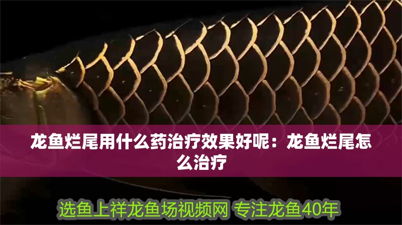 龍魚爛尾用什么藥治療效果好呢：龍魚爛尾怎么治療