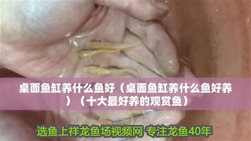 桌面魚缸養什么魚好（桌面魚缸養什么魚好養）（十大最好養的觀賞魚）