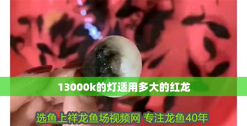 13000k的燈適用多大的紅龍