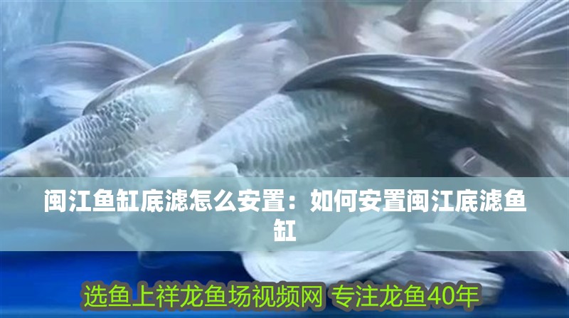 閩江魚缸底濾怎么安置：如何安置閩江底濾魚缸