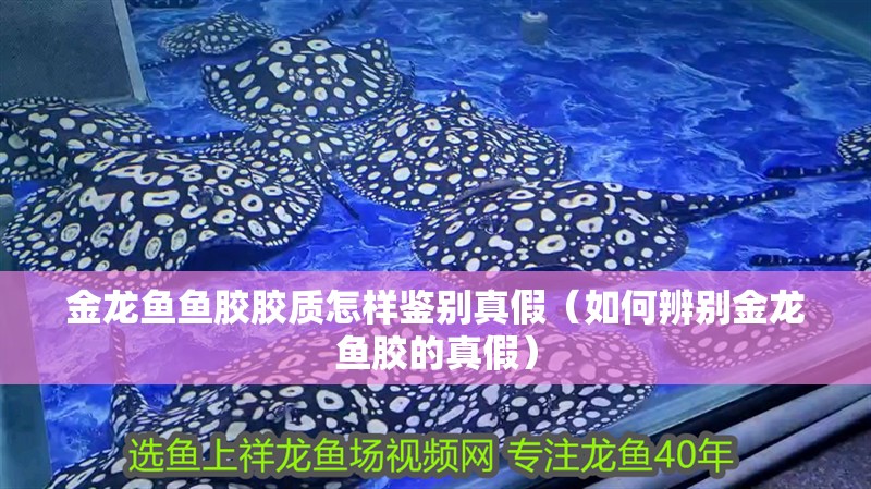 金龍魚魚膠膠質怎樣鑒別真假（如何辨別金龍魚膠的真假）