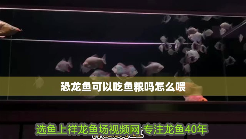恐龍魚可以吃魚糧嗎怎么喂