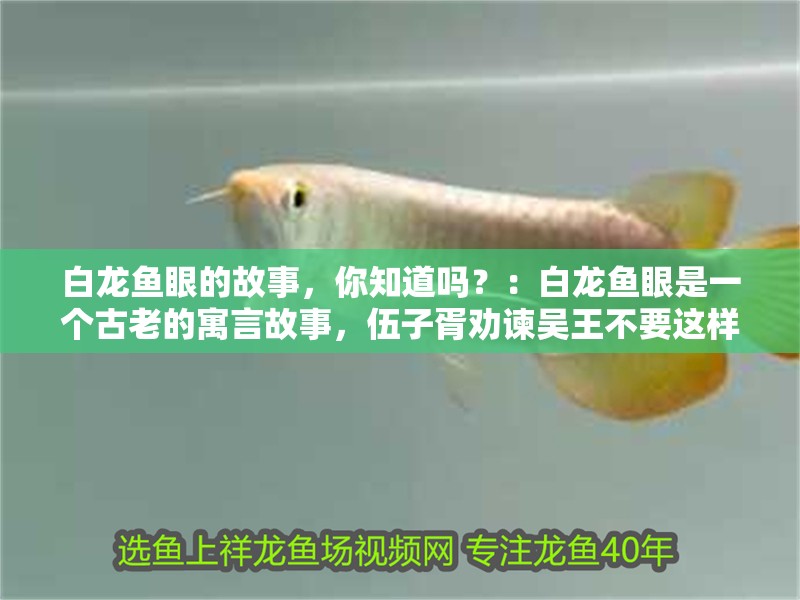白龍魚眼的故事，你知道嗎？：白龍魚眼是一個古老的寓言故事，伍子胥勸諫吳王不要這樣做