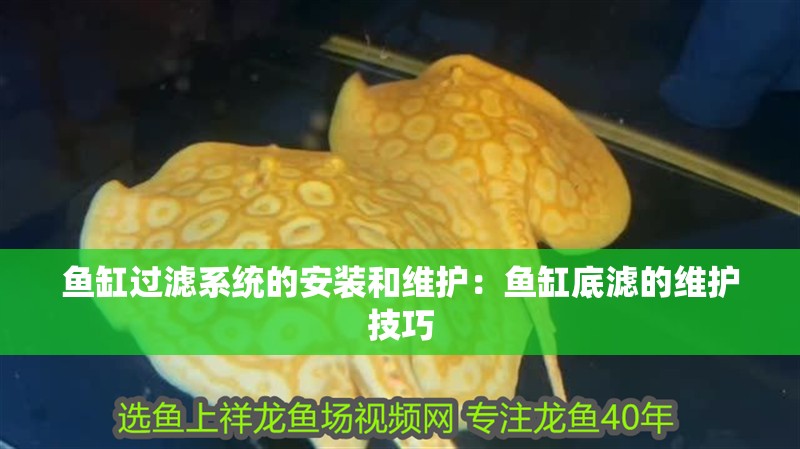 魚缸過濾系統的安裝和維護：魚缸底濾的維護技巧