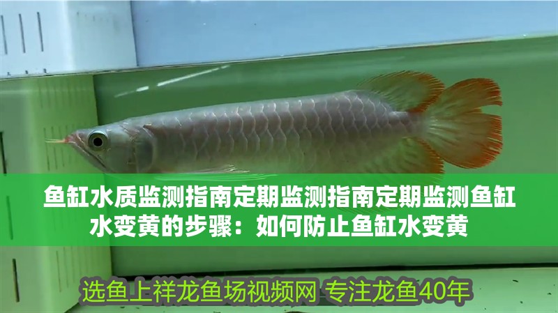 魚缸水質監測指南定期監測指南定期監測魚缸水變黃的步驟：如何防止魚缸水變黃
