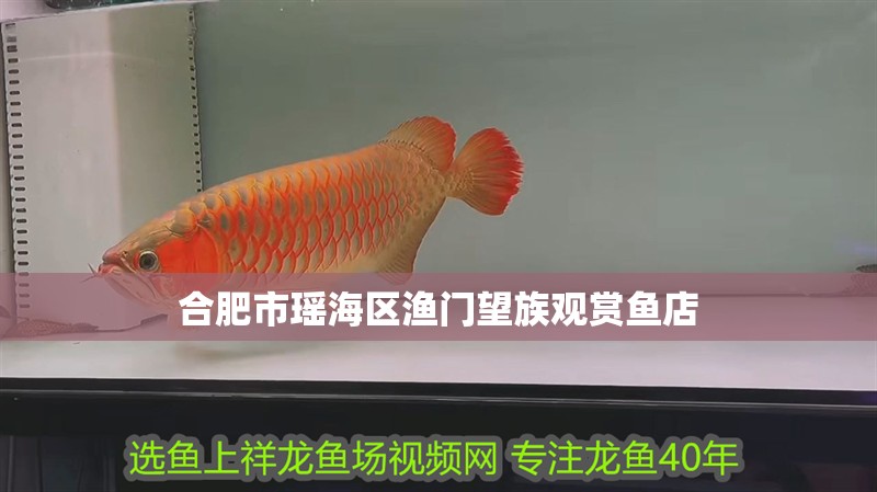 合肥市瑤海區(qū)漁門望族觀賞魚店