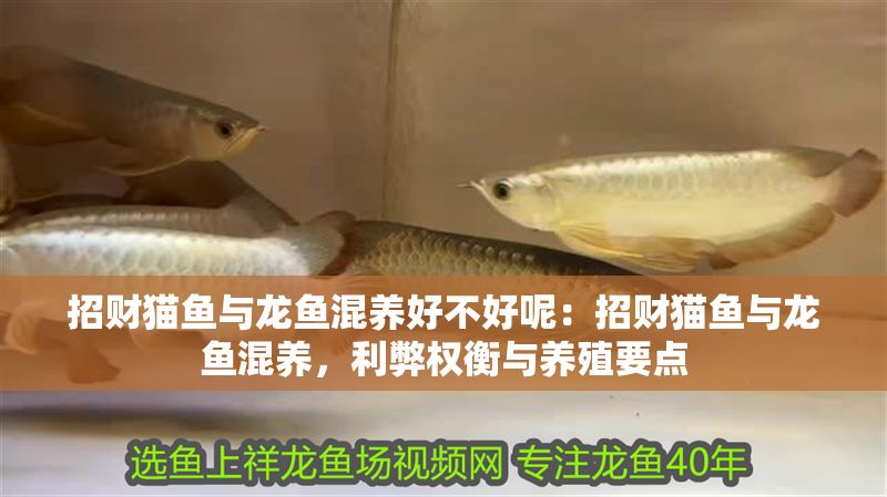 招財(cái)貓魚與龍魚混養(yǎng)好不好呢：招財(cái)貓魚與龍魚混養(yǎng)，利弊權(quán)衡與養(yǎng)殖要點(diǎn)