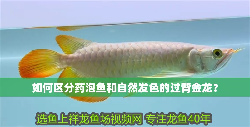 如何區分藥泡魚和自然發色的過背金龍？