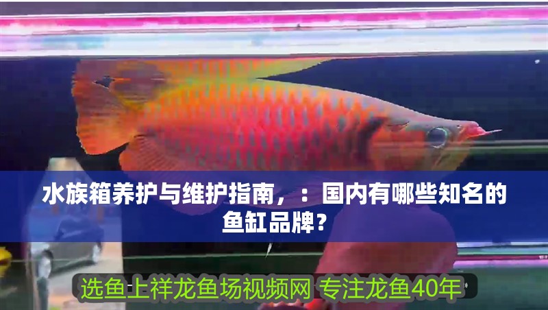 水族箱養護與維護指南，：國內有哪些知名的魚缸品牌？
