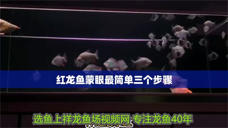 紅龍魚蒙眼最簡單三個步驟