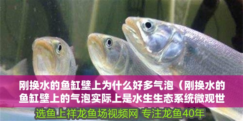 剛換水的魚缸壁上為什么好多氣泡（剛換水的魚缸壁上的氣泡實際上是水生生態(tài)系統(tǒng)微觀世界魚缸）